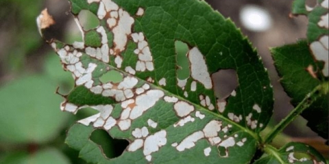Ružina pilerica: metode borbe, kako prskati, kako izgleda